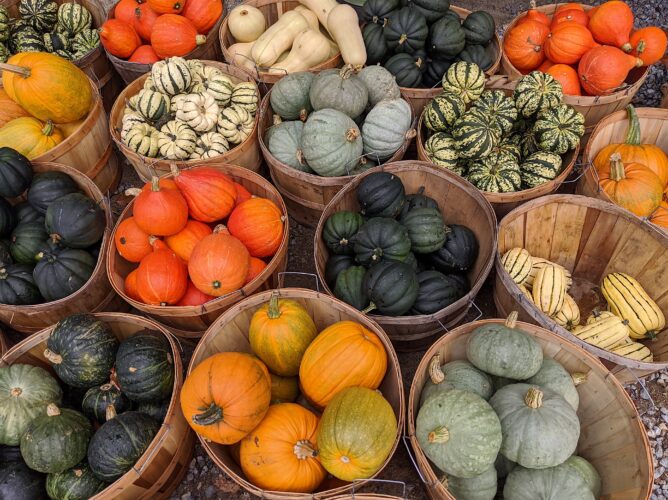 Heirloom Winter Squash Varieties